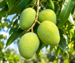 Sunlit Cluster of Unripe Mangoes