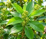 Sunlit Green Leafy Flower Buds