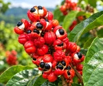 Vivid Red Seed Pods in Bloom